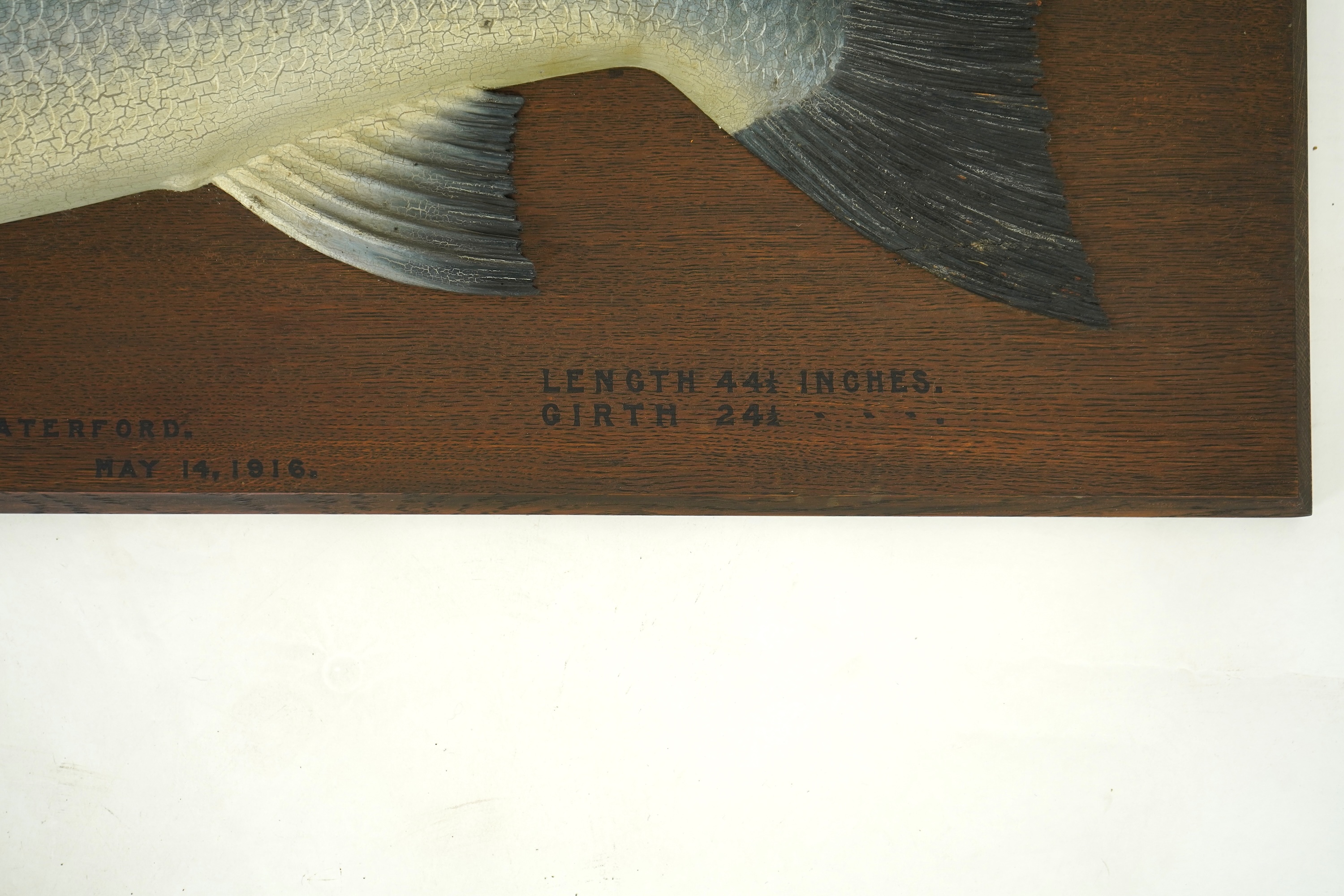Attributed to John and Dhuie Tully of Fochabers: A painted half block model of an Atlantic Salmon, dated 1916